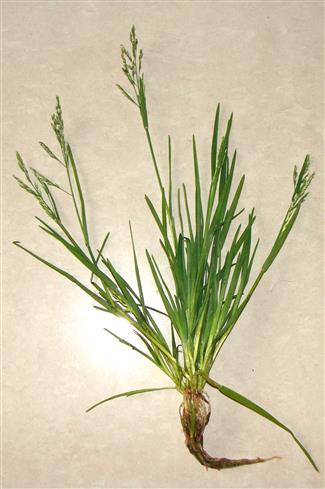 Poa annua